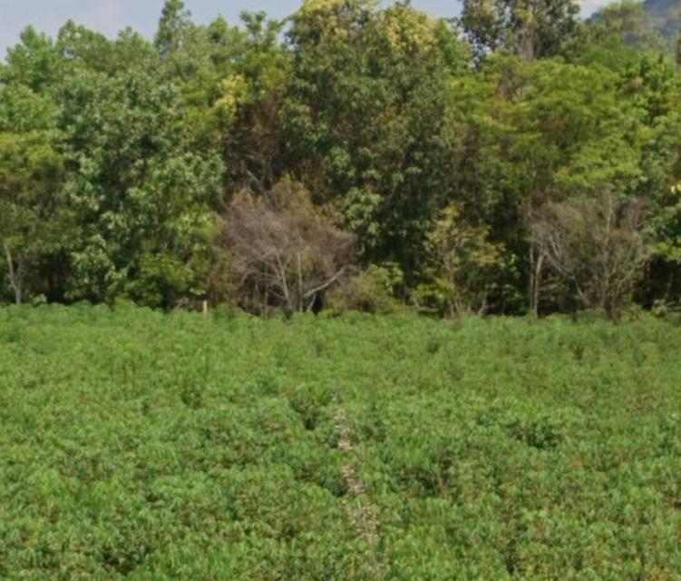 ขายด่วนที่ดินเปล่าวิวเขา จังหวัดปราจีนบุรี สนใจติดต่อ 0661120133 2