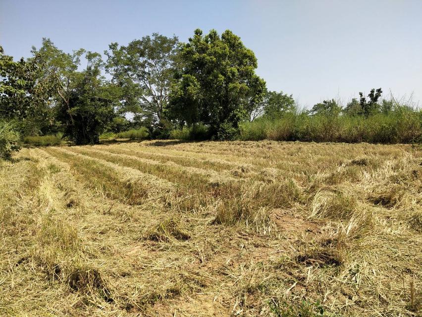 ที่ดิน สกลนคร สานร นิวาศ 3