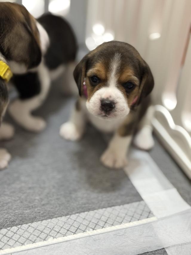บีเกิ้ล (Beagle) 💯 17