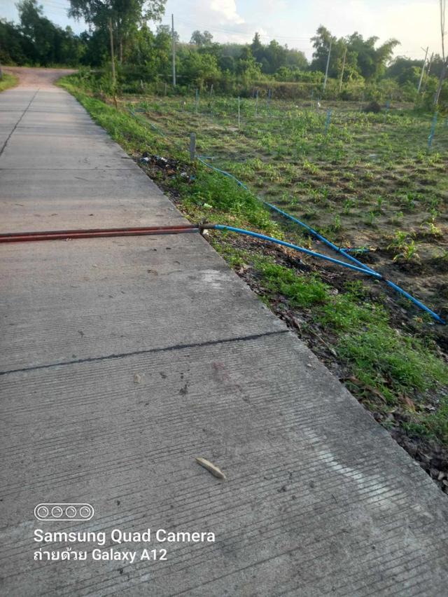 ขายที่ดิน 8 ห้อง พิกัดหลังชลประทานนาทวี เขตเทศบาลนาทวี อ.นาทวี
