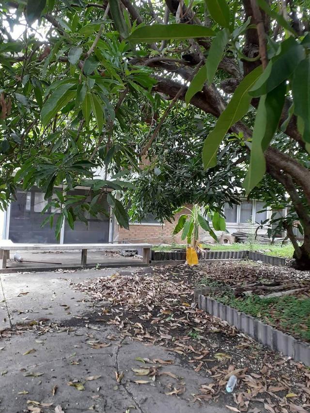 ขายที่ดินสุขุมวิท ที่ดินพร้อมบ้านเดี่ยว 202 ตร.ว ใกล้รถไฟฟ้า BTS อุดมสุข เข้าจากถนนสุขุมวิทใหญ่ 280 ม. ใกล้สี่แยกบางนา ไบเทค เซ็นทรัลบางนา 0879074045 3