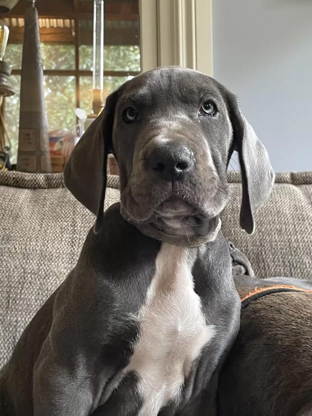Great Dane Puppies | WhatsApp me : +66 63 826 3042 รูปที่ 2