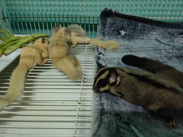 ขาย Sugar Glider สีขาว 3