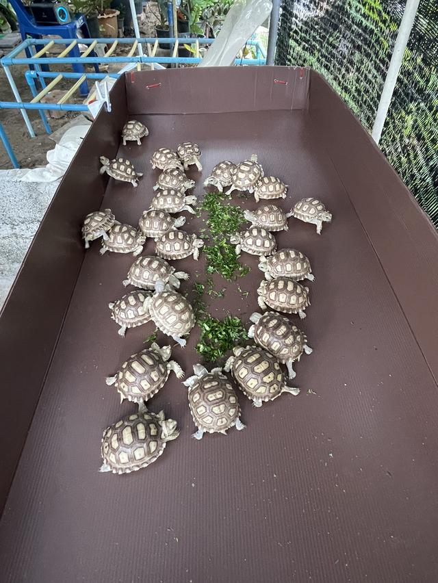 เต่าบกซูคาต้า Sulcata