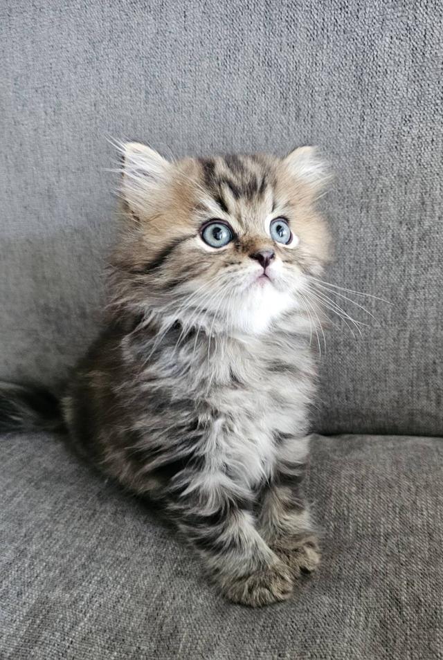 สก็อตติชโฟลด์ นกฮูกน้อย