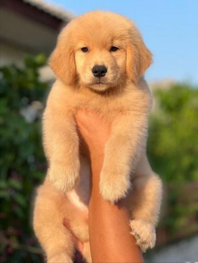 Golden Retriever 3