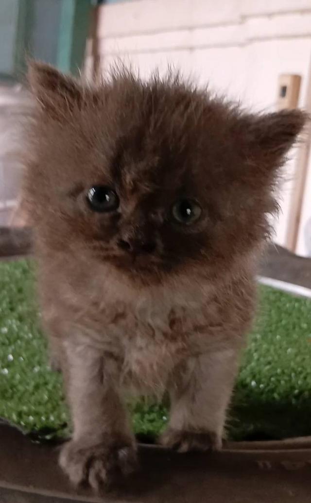 น้องแมวเปอร์เซีย 2
