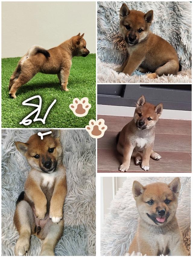 ลูกชิบะอินุ พันธุ์แท้ Shiba Inu ขายด่วน