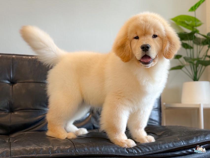 โกลเด้น นำเข้าจากประเทศจีน 8