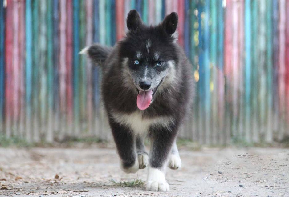 ไซบีเรียนแท้ เพศหญิง ตาสองสี 5