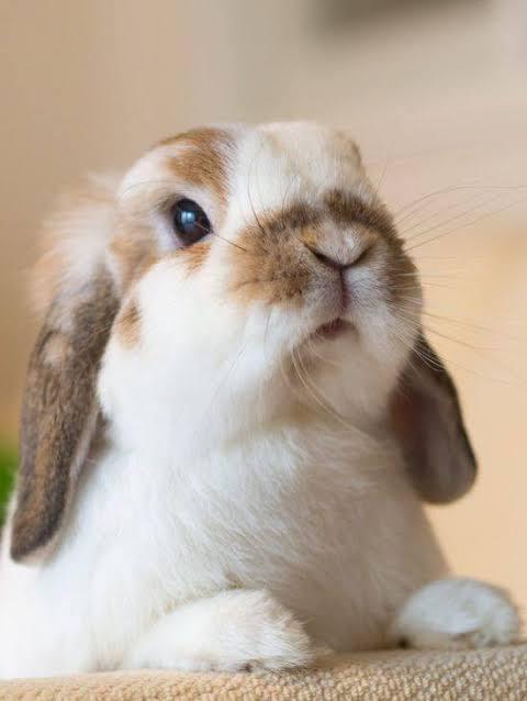 Mini Lop  3