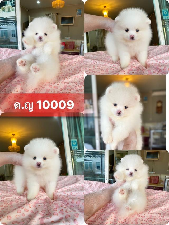 สนใจสอบถามได้ ลูกปอมแท้