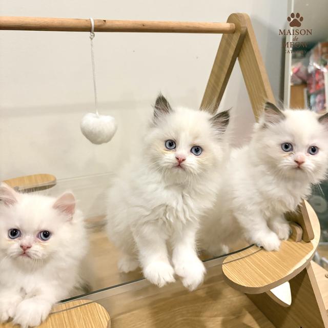 เปอร์เซีย ดญสีเหมือนแรคดอลล์ รูปที่ 2