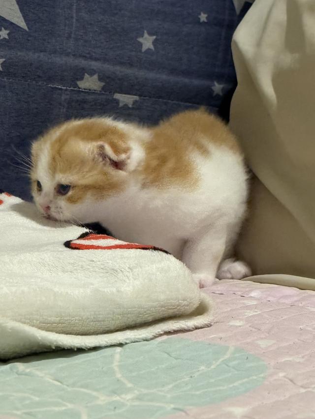 สัตว์เลี้ยง แมวสก็อตตีชโฟลด์ รูปที่ 3