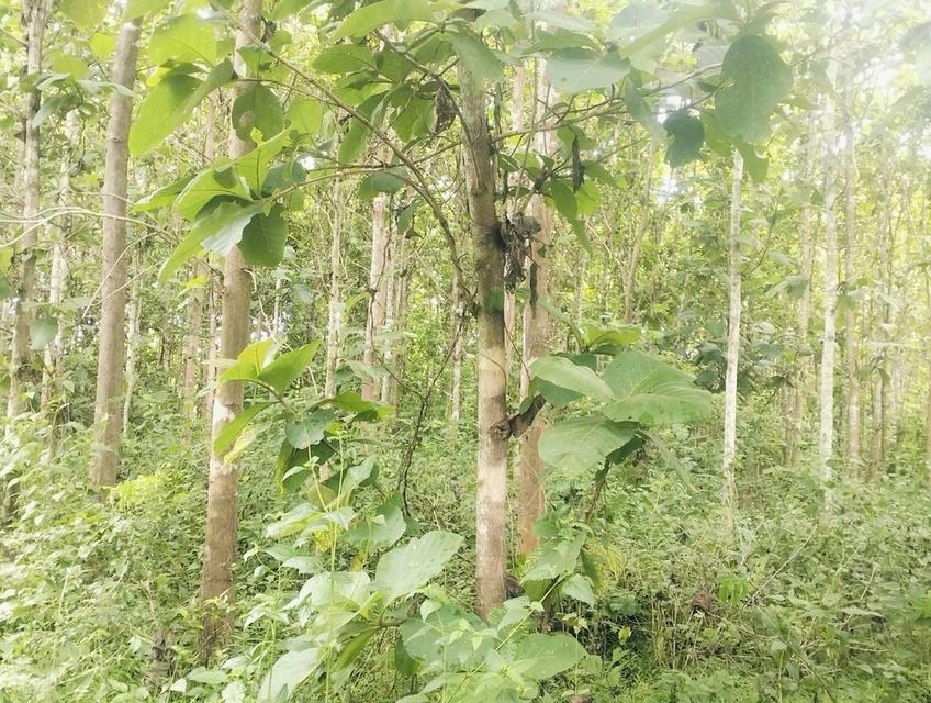 ขายที่ดินติดถนนเพชรเกษมขาขึ้นเพชรบุรี 3