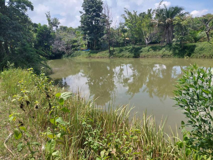 ขายที่ดินติดเขื่อนลำปาว กาฬสินธุ์ พื้นที่รวม 55 ไร่ เหมาะพัฒนารีสอร์ทหรือโครงการท่องเที่ยว 19
