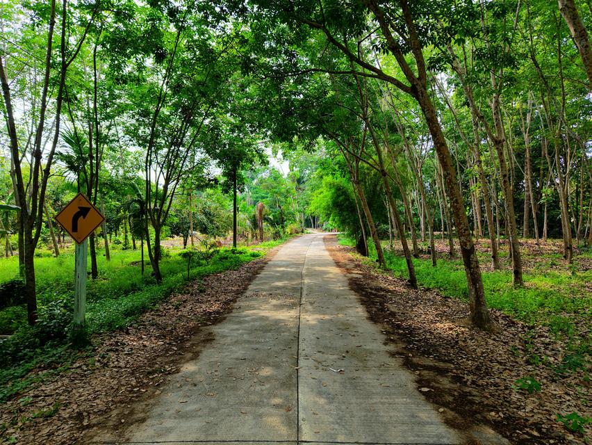 ขายที่ดิน อ.บ้านค่าย จ.ระยอง - 4 ไร่ 1 งาน 92.3 ตารางวา 8