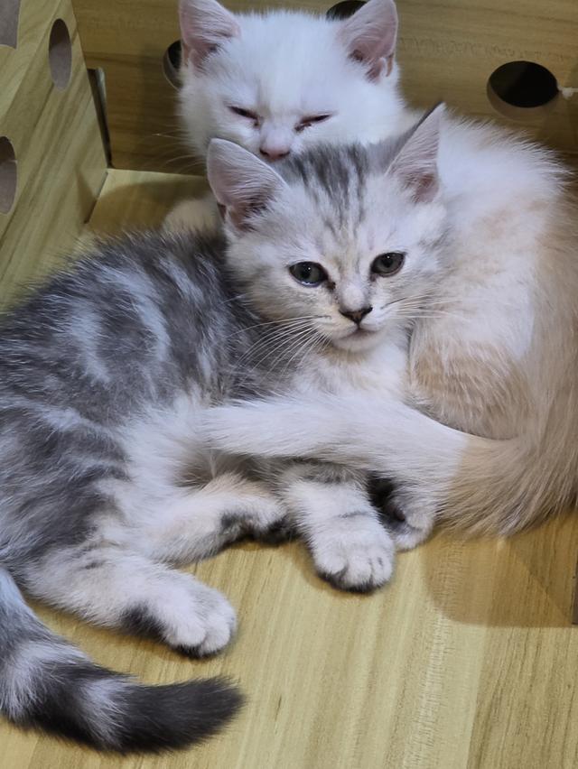 แมวมันช์กิ้น ขาสั้น เพศชาย 7