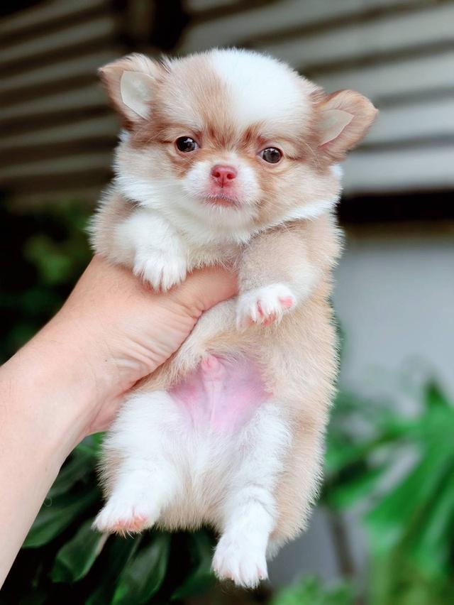  ชิวาวาแท้ขนยาวเพศชายพร้อมย้ายบ้าน 9