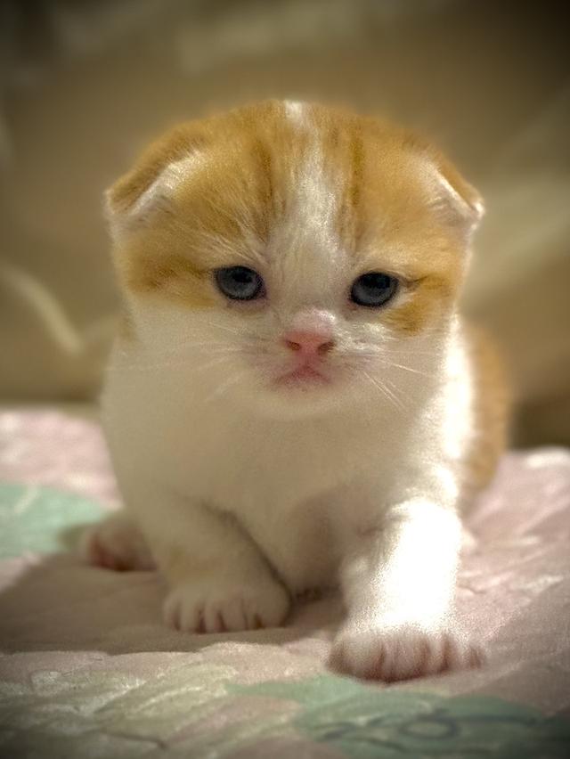 สัตว์เลี้ยง แมวสก็อตตีชโฟลด์ รูปที่ 9