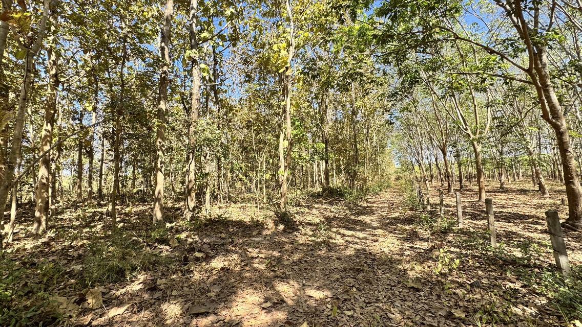 ขายที่ดิน อำเภอ พรรณา 9