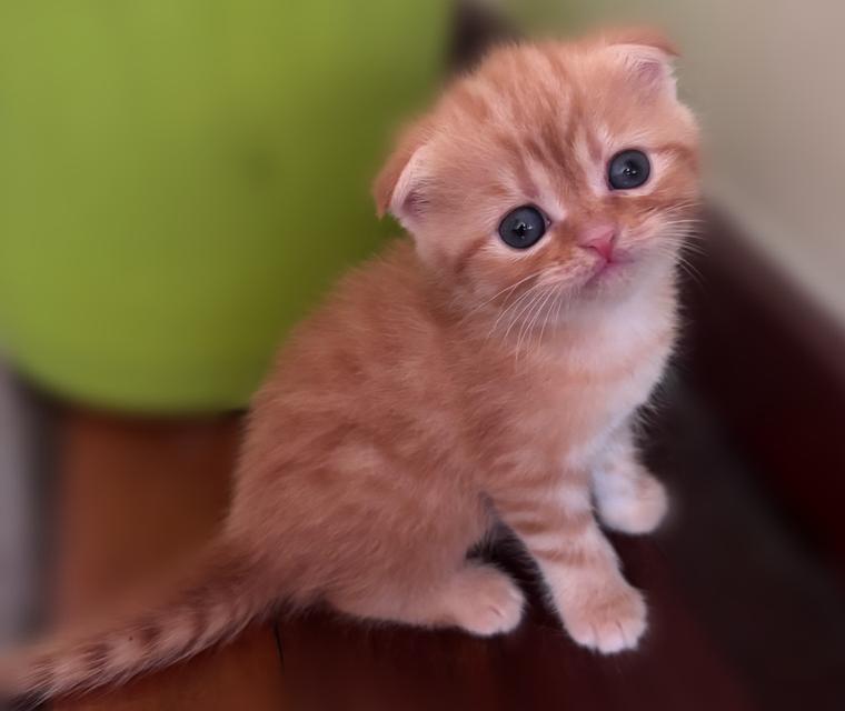 เปิดจองลูกแมวสก็อตติชแท้ รูปที่ 4