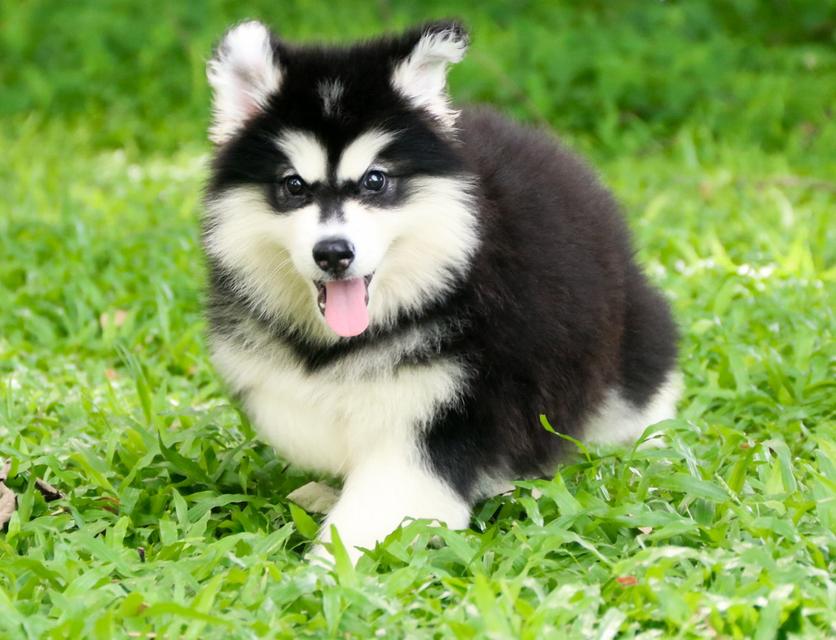 ไซบีเรียนฮัสกี้วูลลี่ เพศเมีย ฟอร์มหมีราคาถูก เชียงใหม่