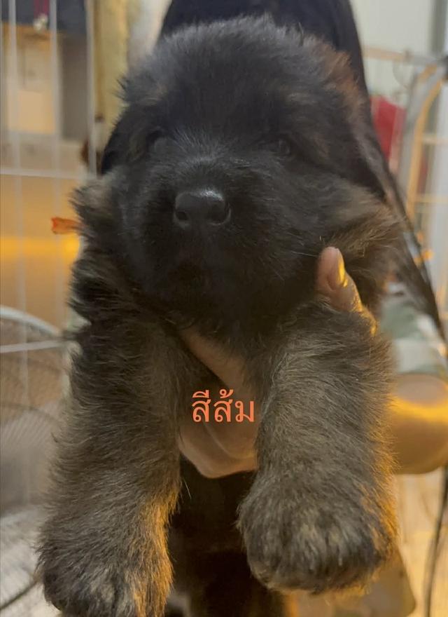 ลูกเยอรมันเชพเพิร์ด ขนยาว รูปที่ 4