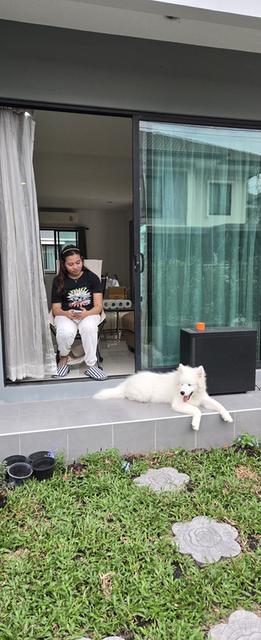 ลูกสุนัขชามอยด์ อายุ5เดือนกว่าเกิดวันที่ 7/7 สนใจติดต่อได้ราคาเป็นกันเองขายเนื้องจากภรรยาท้องมีความเสี่ยงแท้งครับ ราคาแบ่ฃกันเลี้ยงไม่มี่ไหนในไทยแน่นอ 3