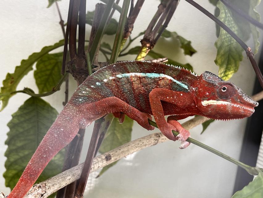 กิังก่า Chameleon Panther รูปย่อยที่ 2