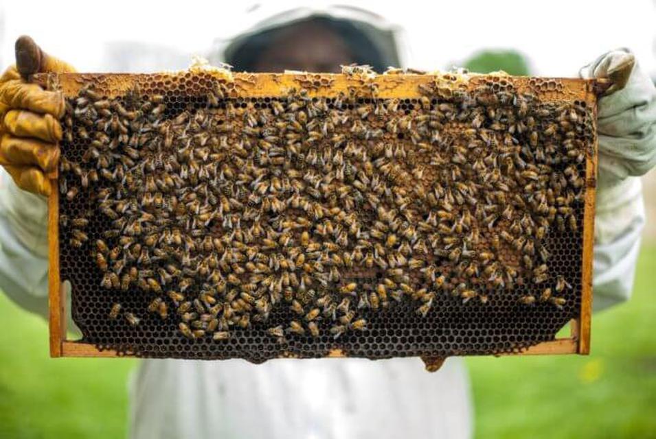 วิธีบำรุงผิวกระจ่างใสด้วยน้ำผึ้งแท้ 6
