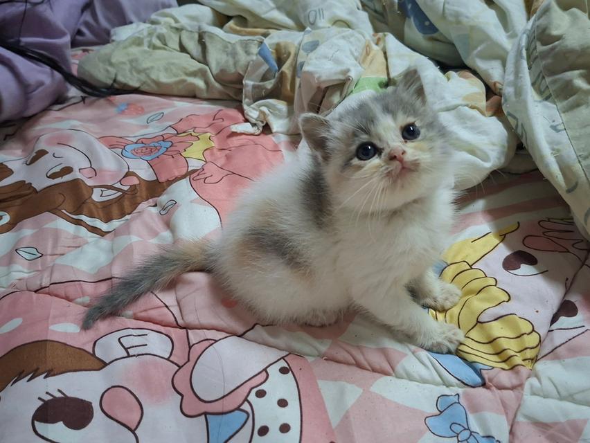 แมวสก๊อตติชผสมบริติช