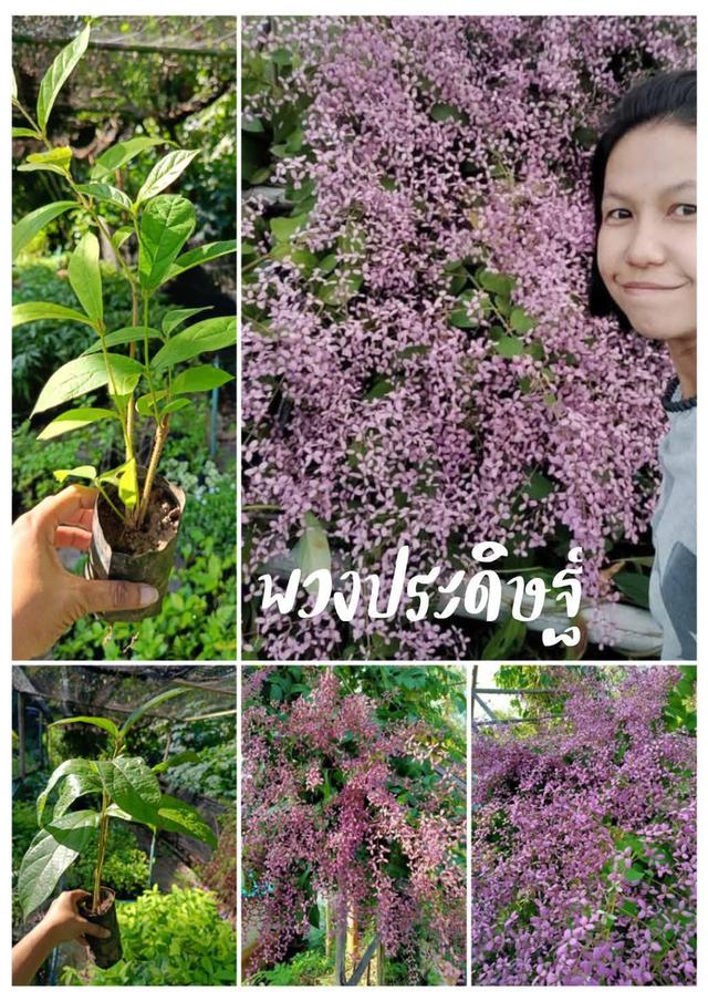 ต้นพวงประดิษฐ์ (3 ต้น)