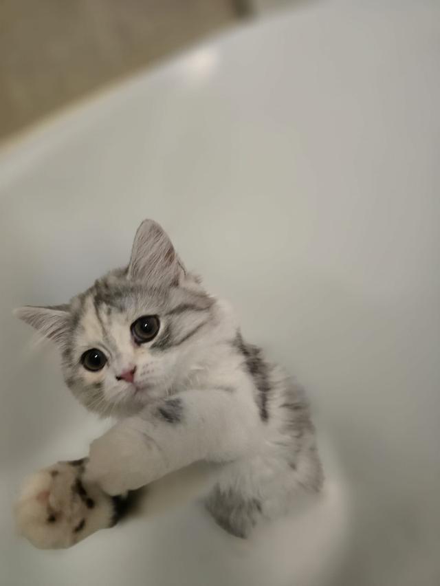 แมว สก็อตติชโฟลด์หูตั้งเสี้ยว Himalayan