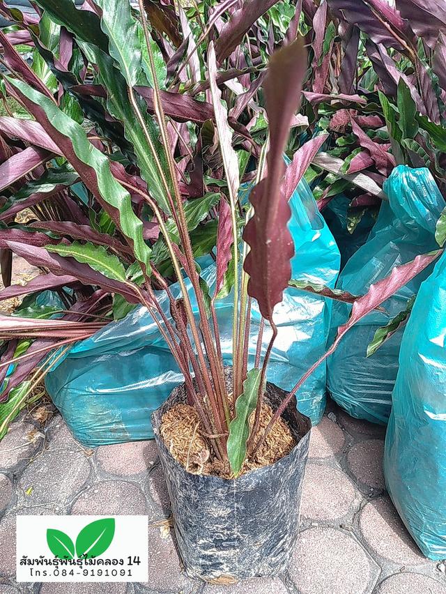 คล้าริบบิ้น คล้าริบบิ้นแดง คล้าเรียกเงินเข้าบ้าน