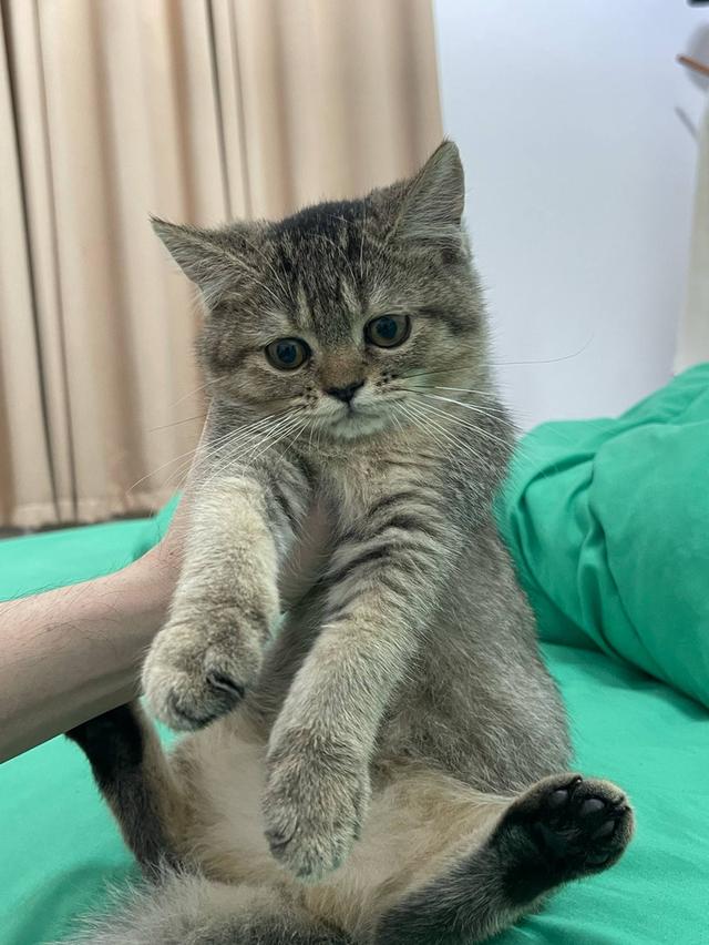 แม่บริติช พ่อสก็อตติช