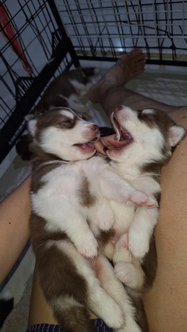 ไซบีเรียน 14