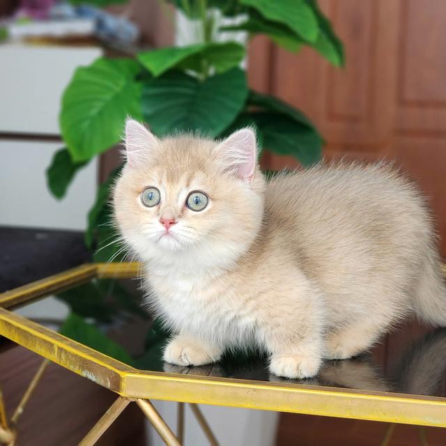 แมวบริติช แร็กดอล มันช์ดิ้น มาดูตัวจริงแมวได้ รูปที่ 10