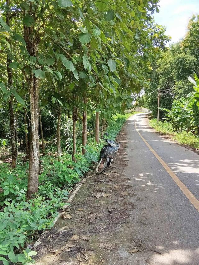 ที่ดินพร้อมสวนสัก อ.น้ำปาด จ.อุตรดิดถ์ 5