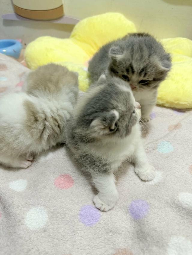 แมวมันช์กิ้น บริติช แร็กดอลรวมในนี้ทักได้เลยค่ะ รูปที่ 14