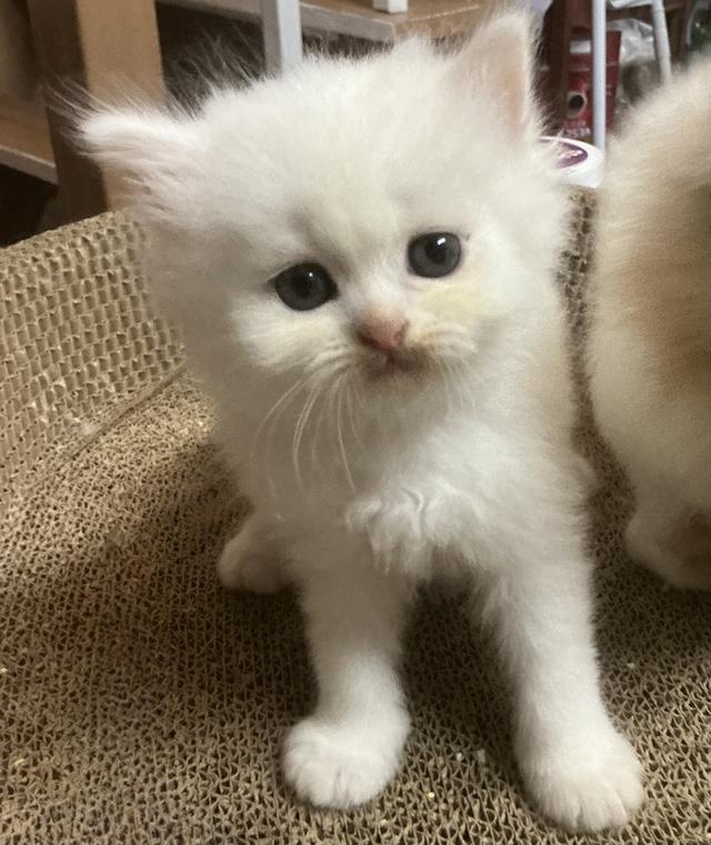 ลูกแมวเปอร์เซียขาวแท้สายตรง รูปที่ 12