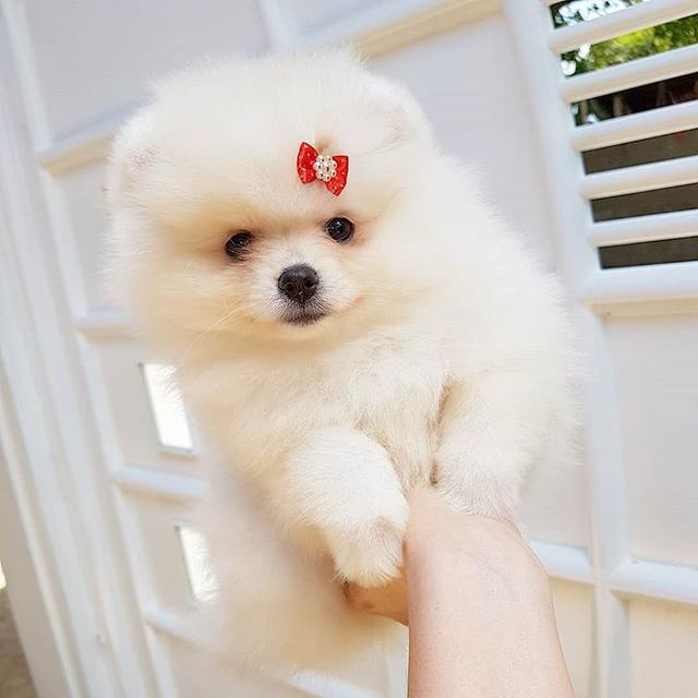Male And Female Pomeranian puppies