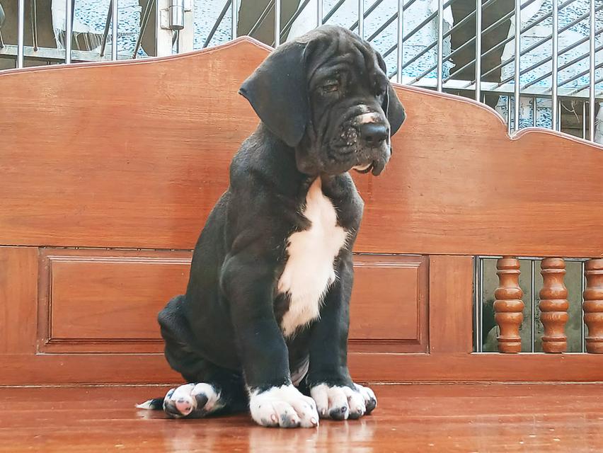 ลูกเกรทเดนคุณภาพ Great dane for sale รูปที่ 16