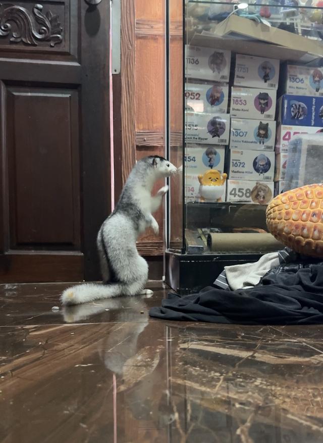 มิ้งค์ สีSnow silver เพศผู้ 6เดือน 4