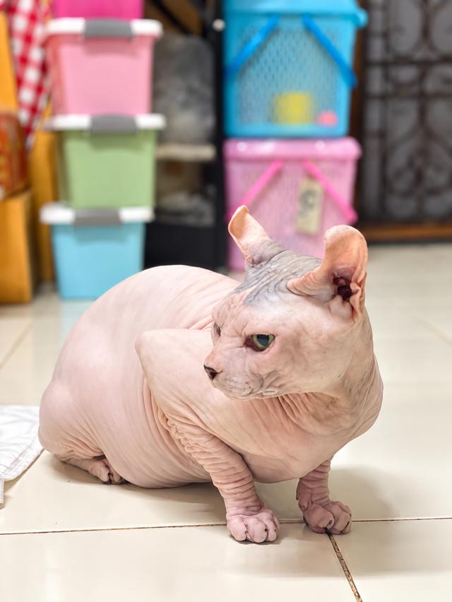 ส่งถึงบ้าน กทม.และปริมณฑล 🐾 รูปที่ 3