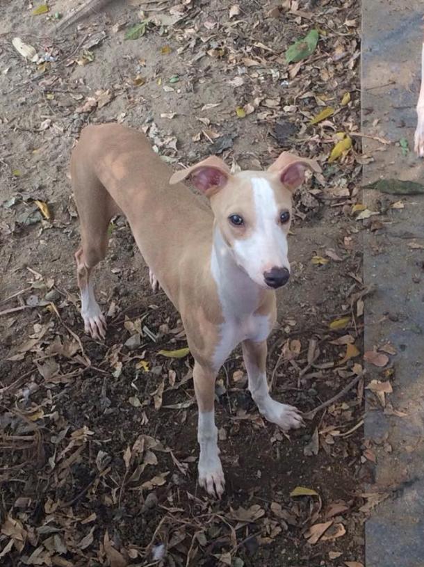 ขายหมาพันธุ์ Italian Greyhound 