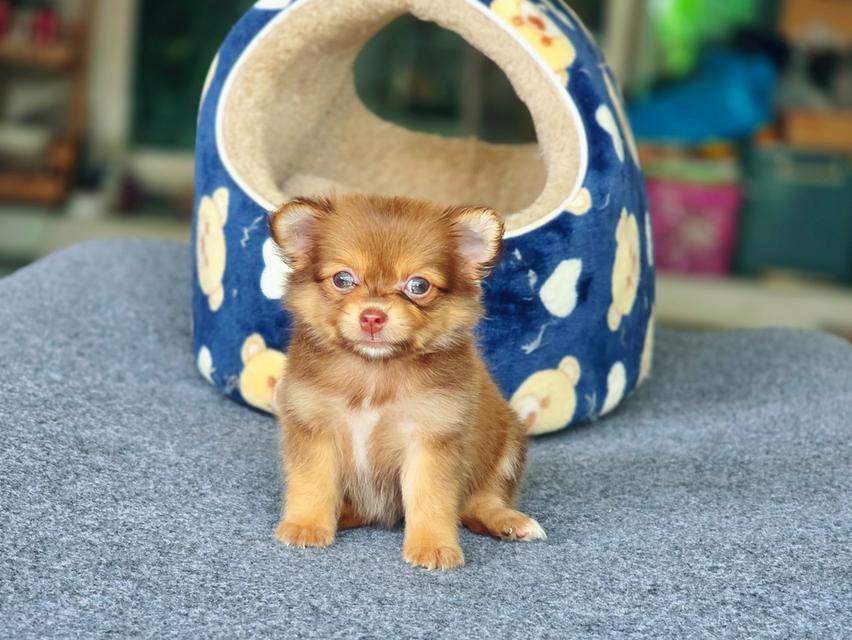 Chihuahuaสีช็อคเพศเมียน้องมอคค่า