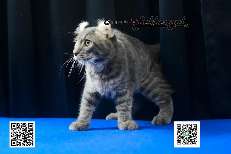 แมวอเมริกันเคิร์ล สีบลู หางบ็อบเทล (bobtail)