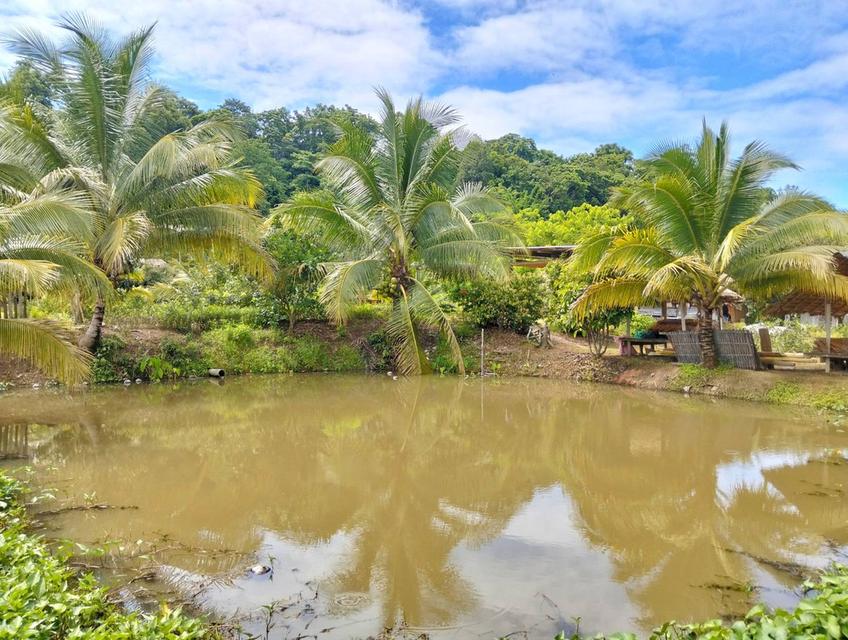 ขายที่ดินวิวดอยหลวงเชียงดาว – ทำเลทอง อ.เชียงดาว จ.เชียงใหม่ 9