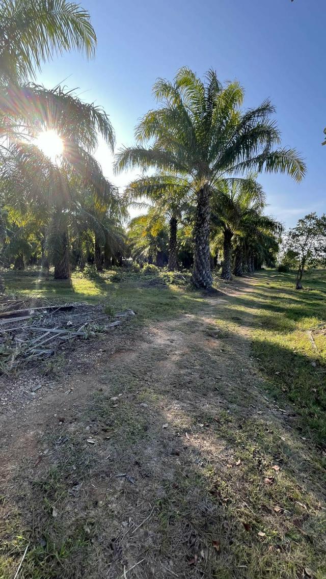 ขายที่ดินสวนปาล์มน้ำมัน 4